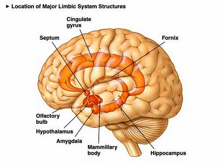 Brain Diagram Amygdala