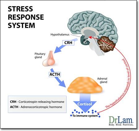 stress-response-system-adrenal-fatigue-5